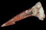 Cretaceous Giant Sawfish (Onchopristis) Rostral Barb #72724-1